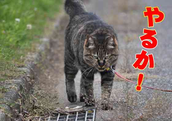 猫を拾ったのですが、どうぞご教示ください。
