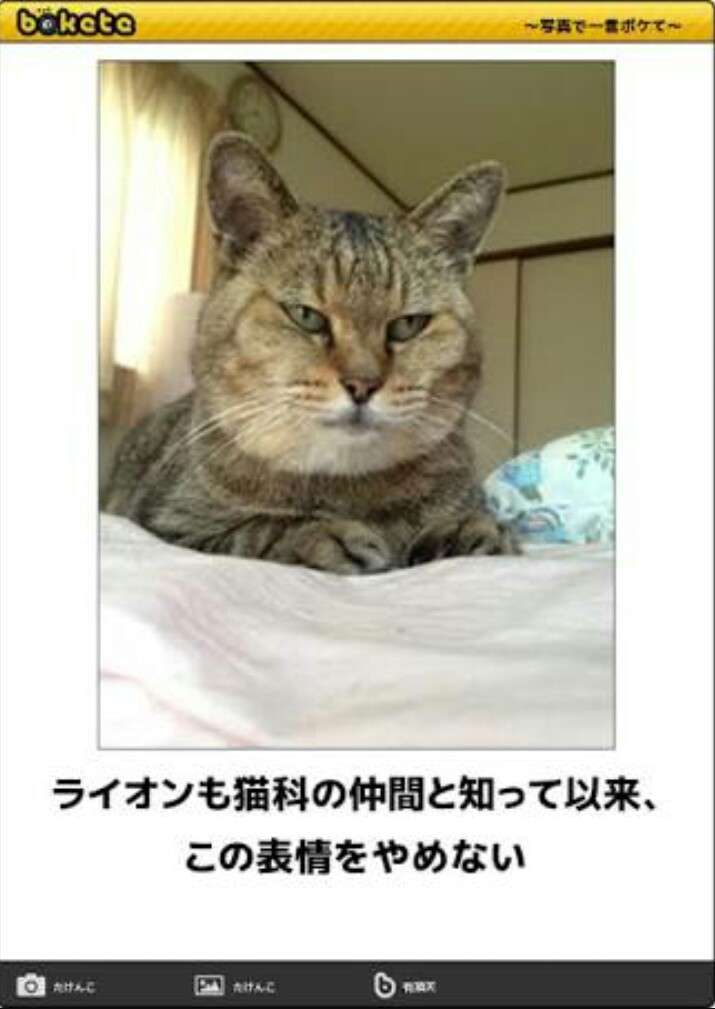 猫を拾ったのですが、どうぞご教示ください。