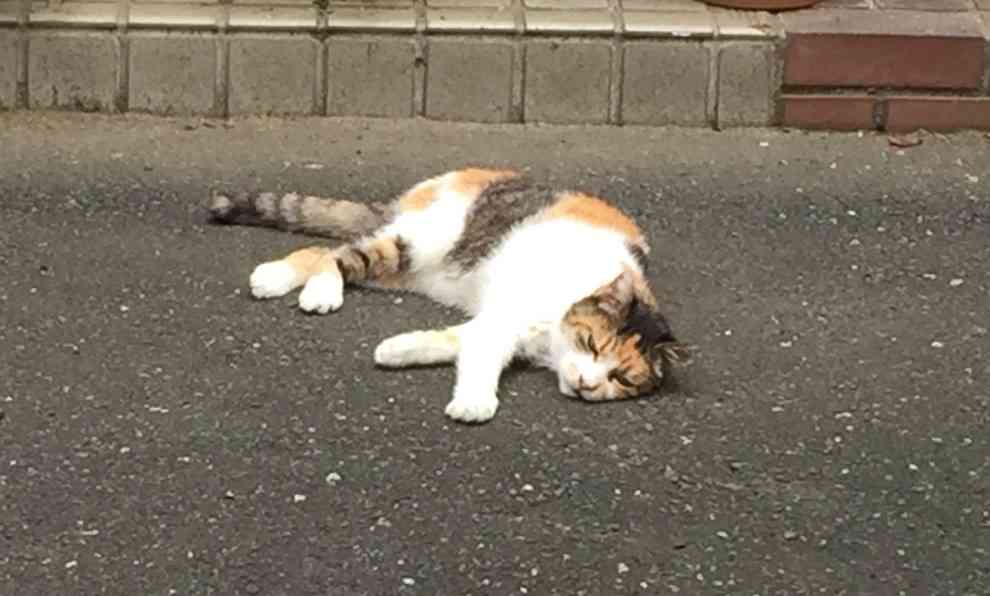 【独身ぼっち限定】週末雑談トピ