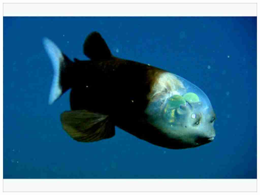 『ポケモンGO』をプレイしてる方専用トピpart3