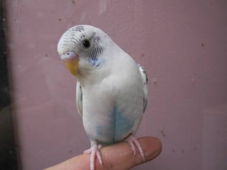 インコ４羽、ゴミ集積所で保護　名古屋、港署「捨てた可能性が高く残念。生き物には命がある。持ち主は名乗り出て」