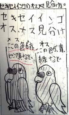 インコ４羽、ゴミ集積所で保護　名古屋、港署「捨てた可能性が高く残念。生き物には命がある。持ち主は名乗り出て」