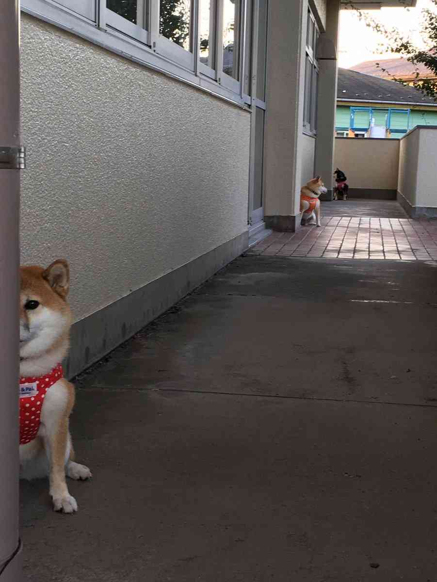 笑いが止まらなくなるトピ