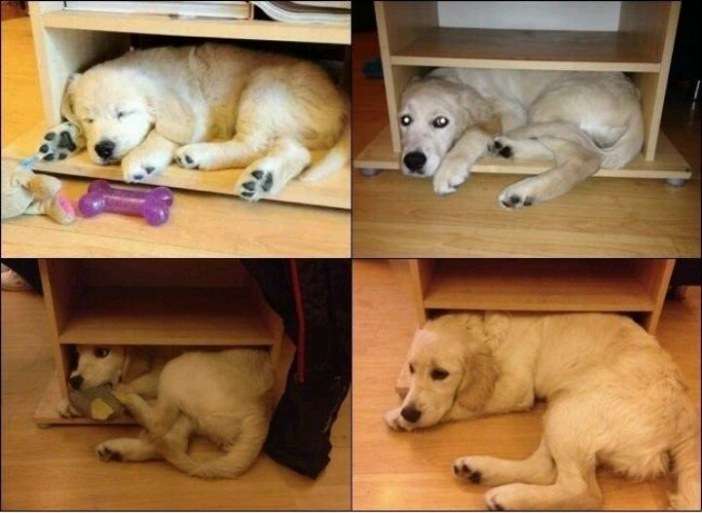 笑いが止まらなくなるトピ
