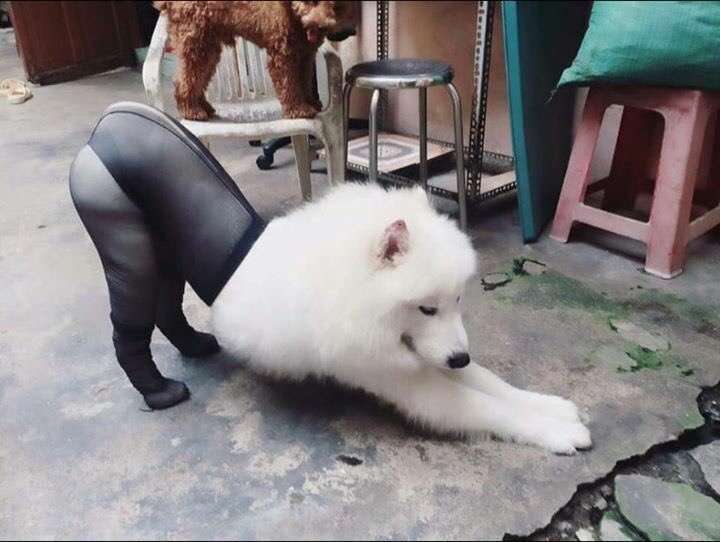 笑いが止まらなくなるトピ