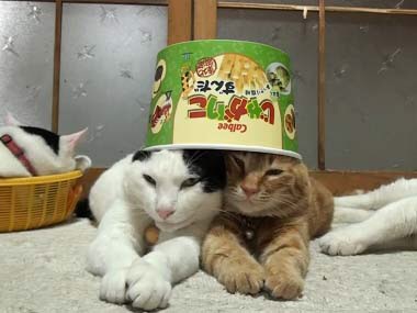 じゃがりこ大好きな人