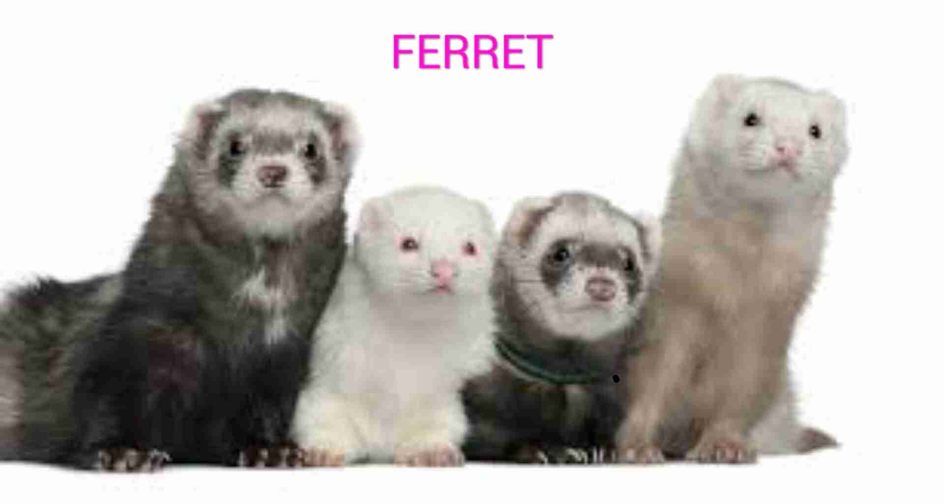 ガルちゃんで画像（サイト）を貼り付ける方法＆練習Part12