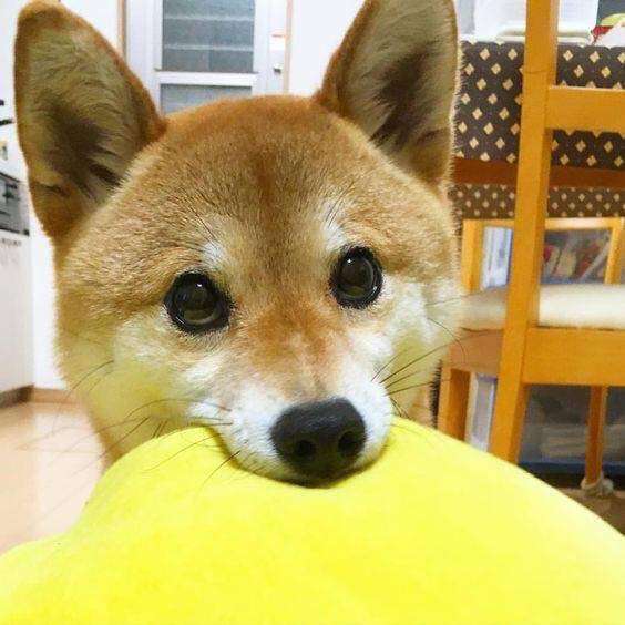 犬あるある