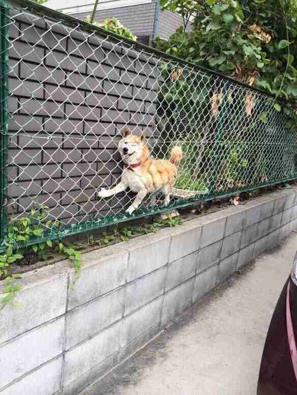 犬あるある