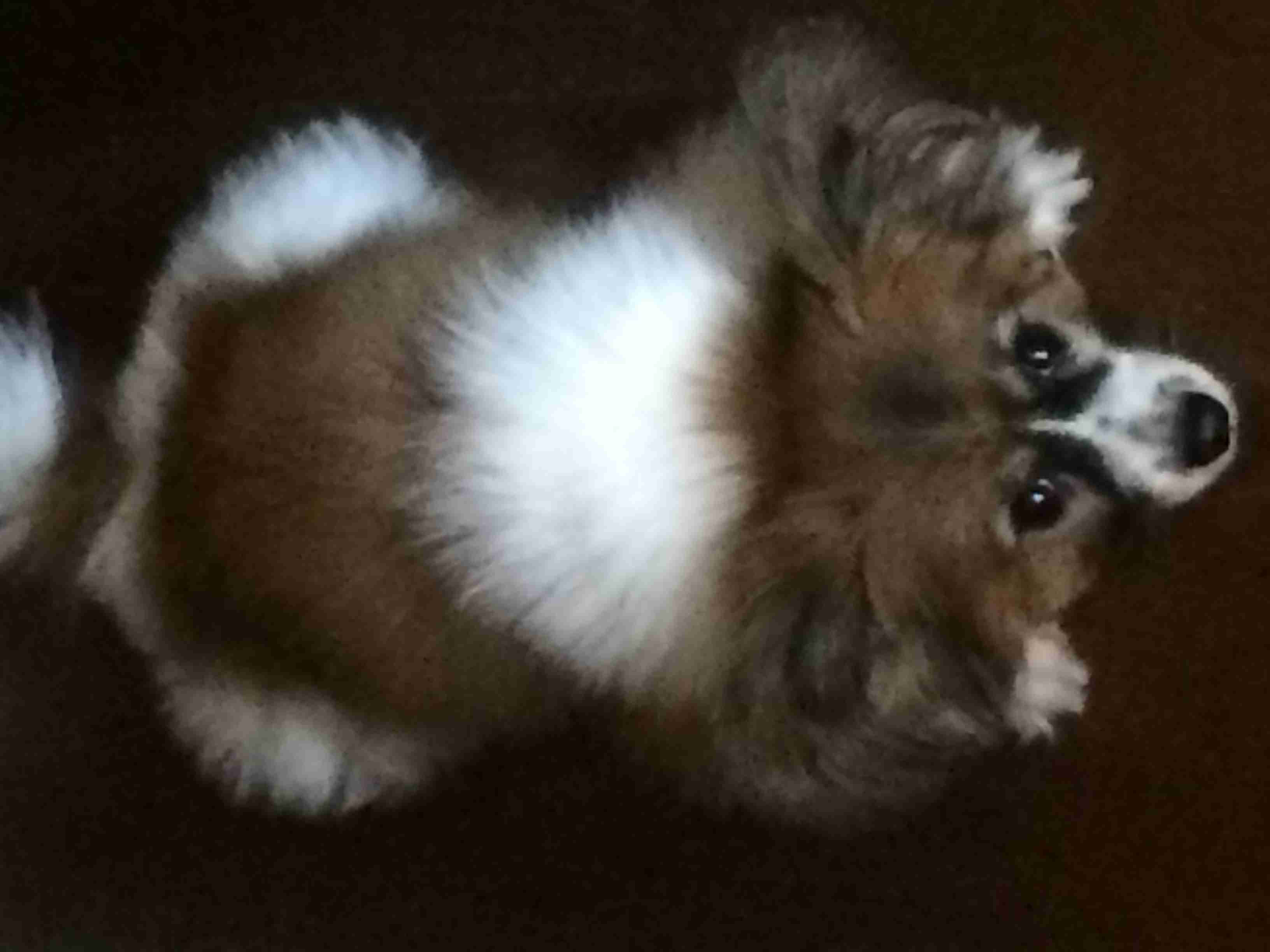 犬あるある