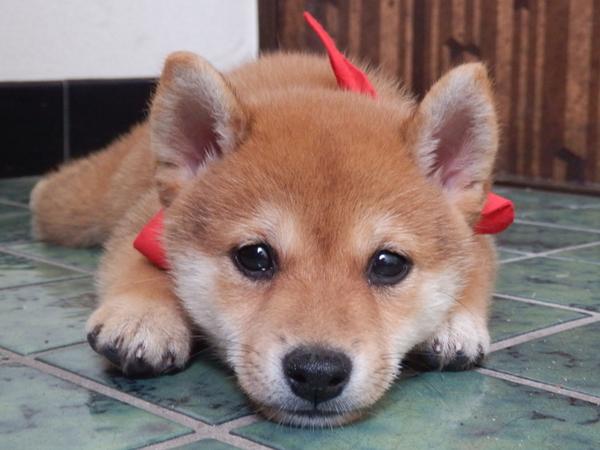 犬あるある