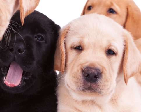 犬あるある