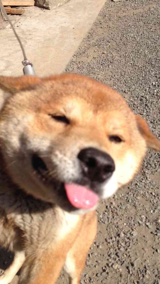犬あるある