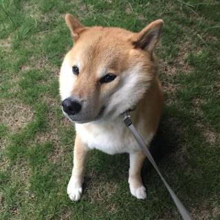 犬あるある