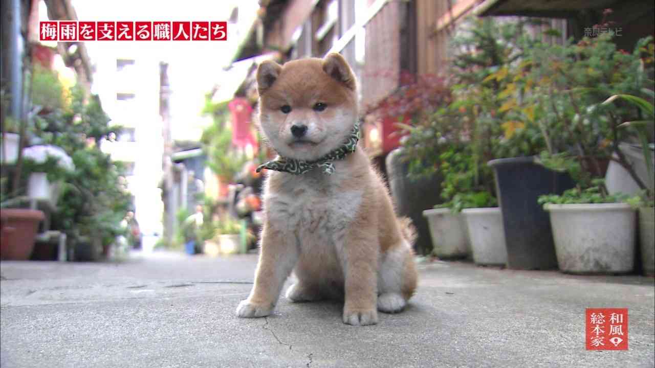 犬あるある