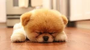 犬あるある