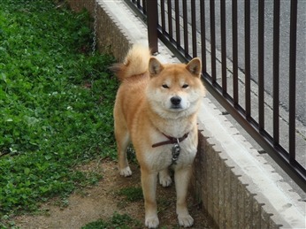 犬あるある
