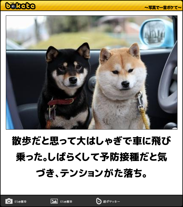 犬あるある