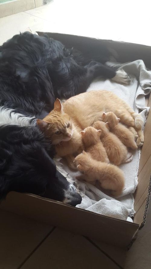 異種だけど仲良しの動物の画像
