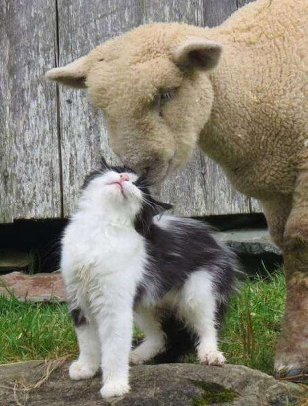 異種だけど仲良しの動物の画像