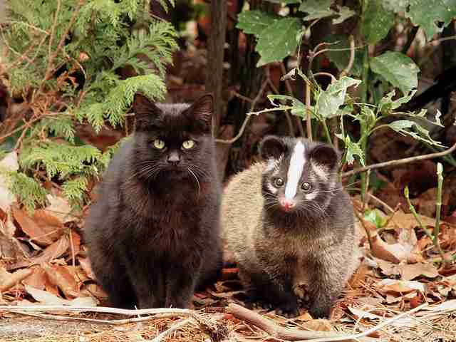 異種だけど仲良しの動物の画像