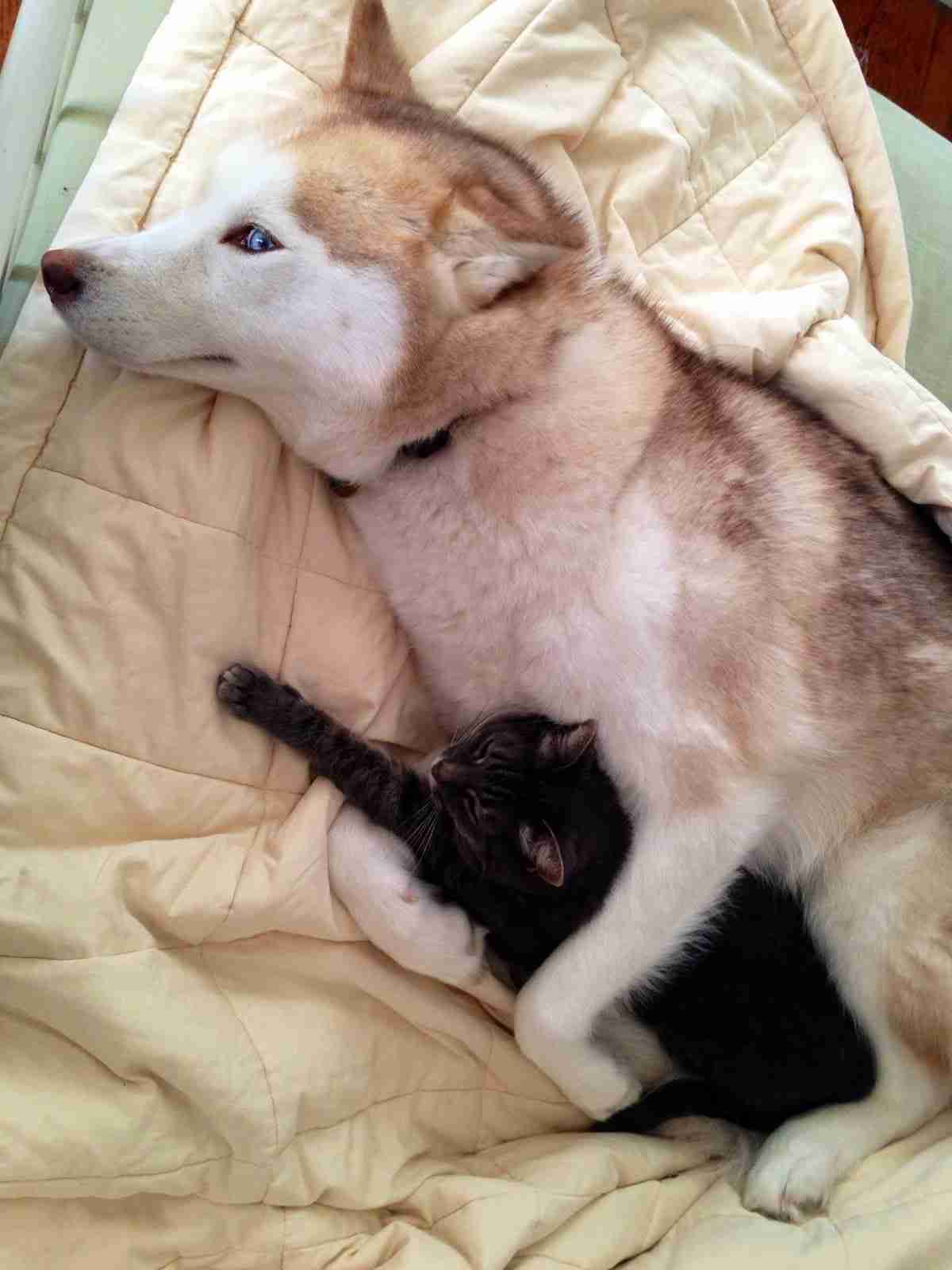 異種だけど仲良しの動物の画像