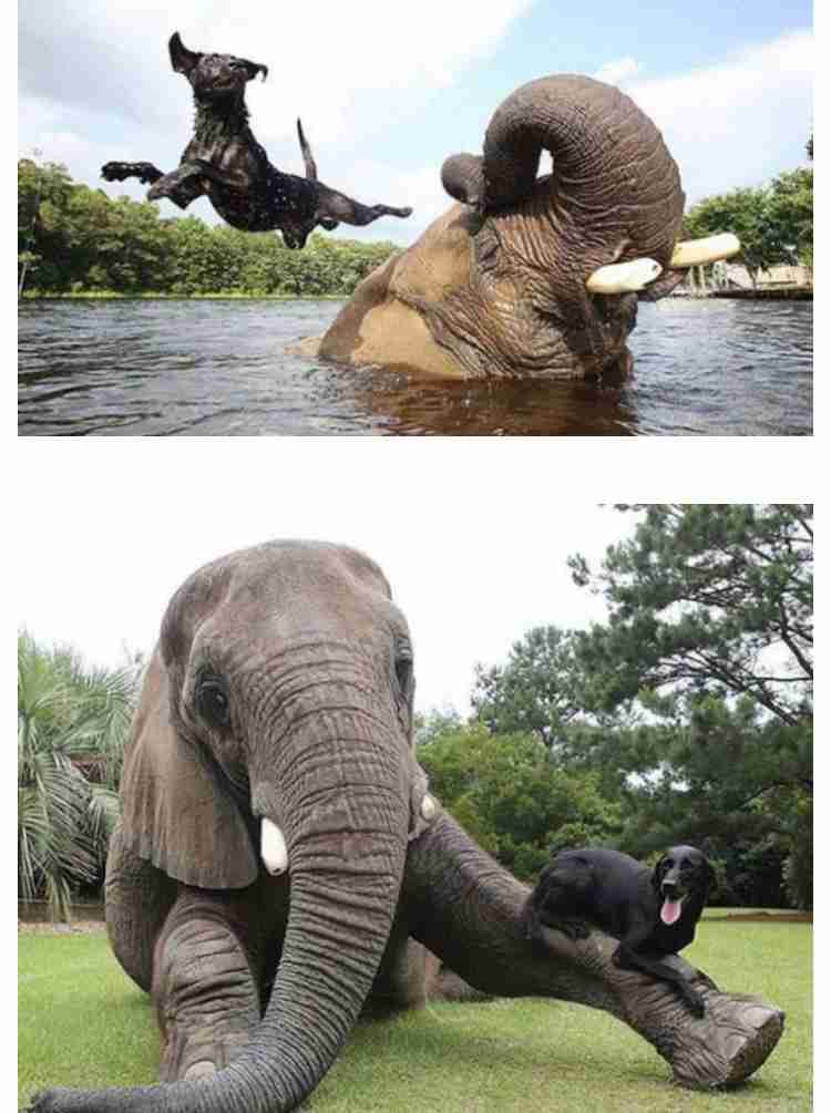 異種だけど仲良しの動物の画像