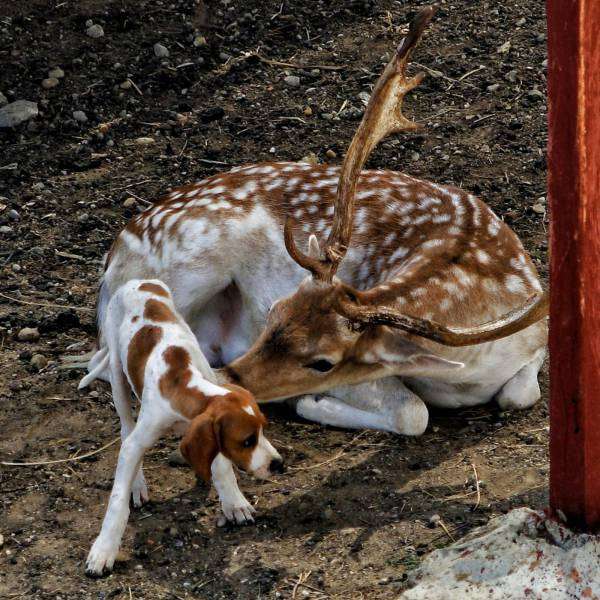 異種だけど仲良しの動物の画像