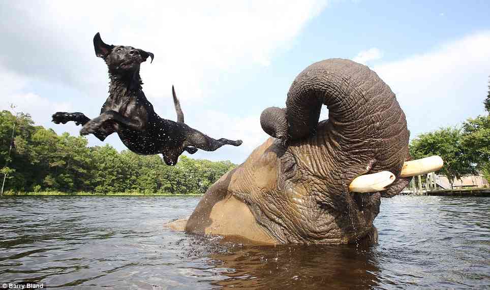 異種だけど仲良しの動物の画像