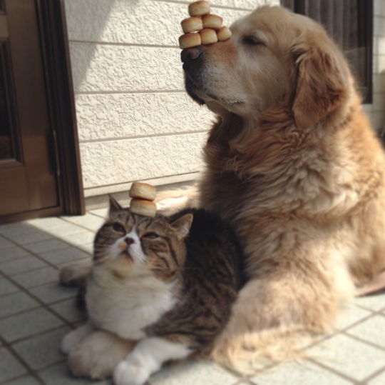 異種だけど仲良しの動物の画像