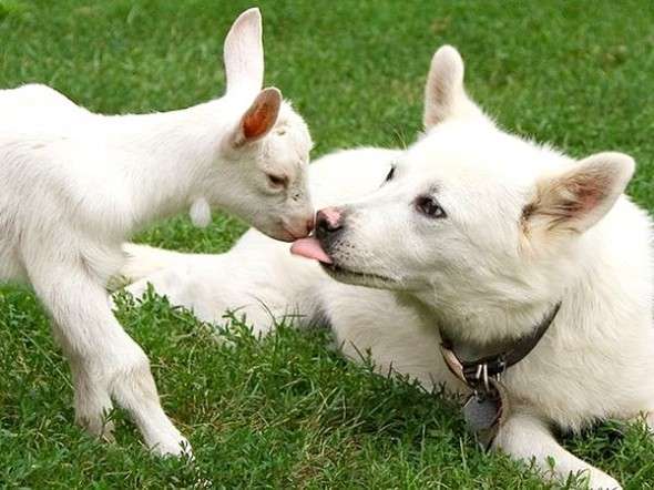 異種だけど仲良しの動物の画像