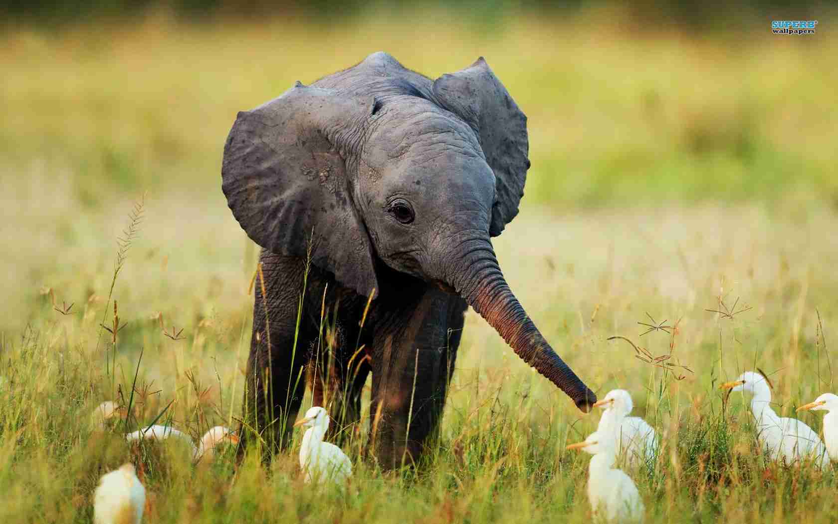 異種だけど仲良しの動物の画像