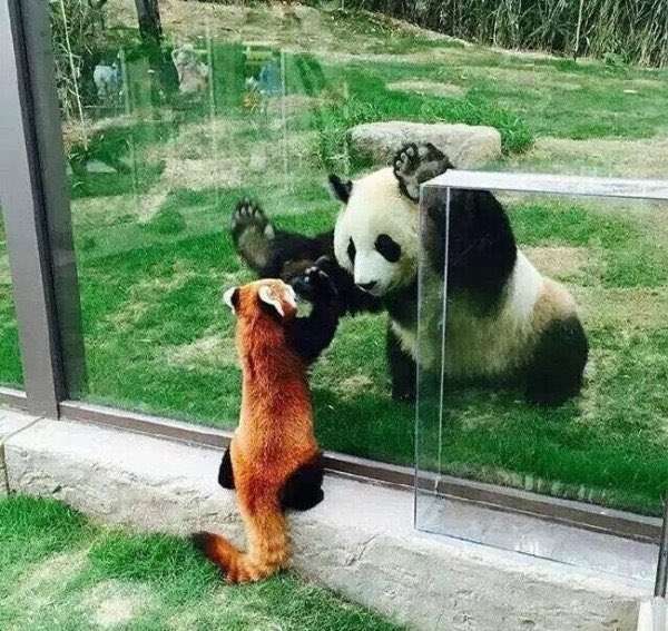 異種だけど仲良しの動物の画像
