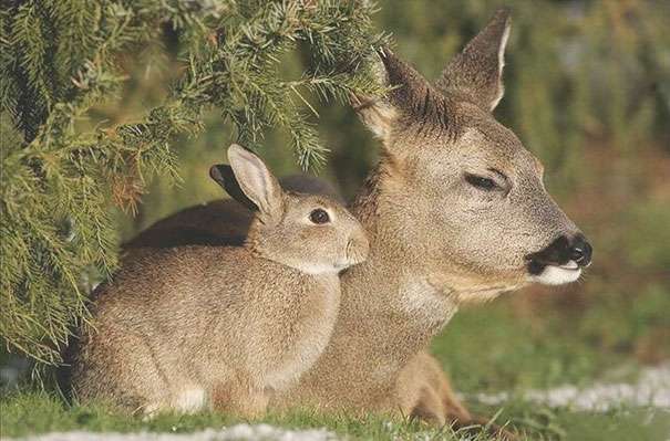 異種だけど仲良しの動物の画像