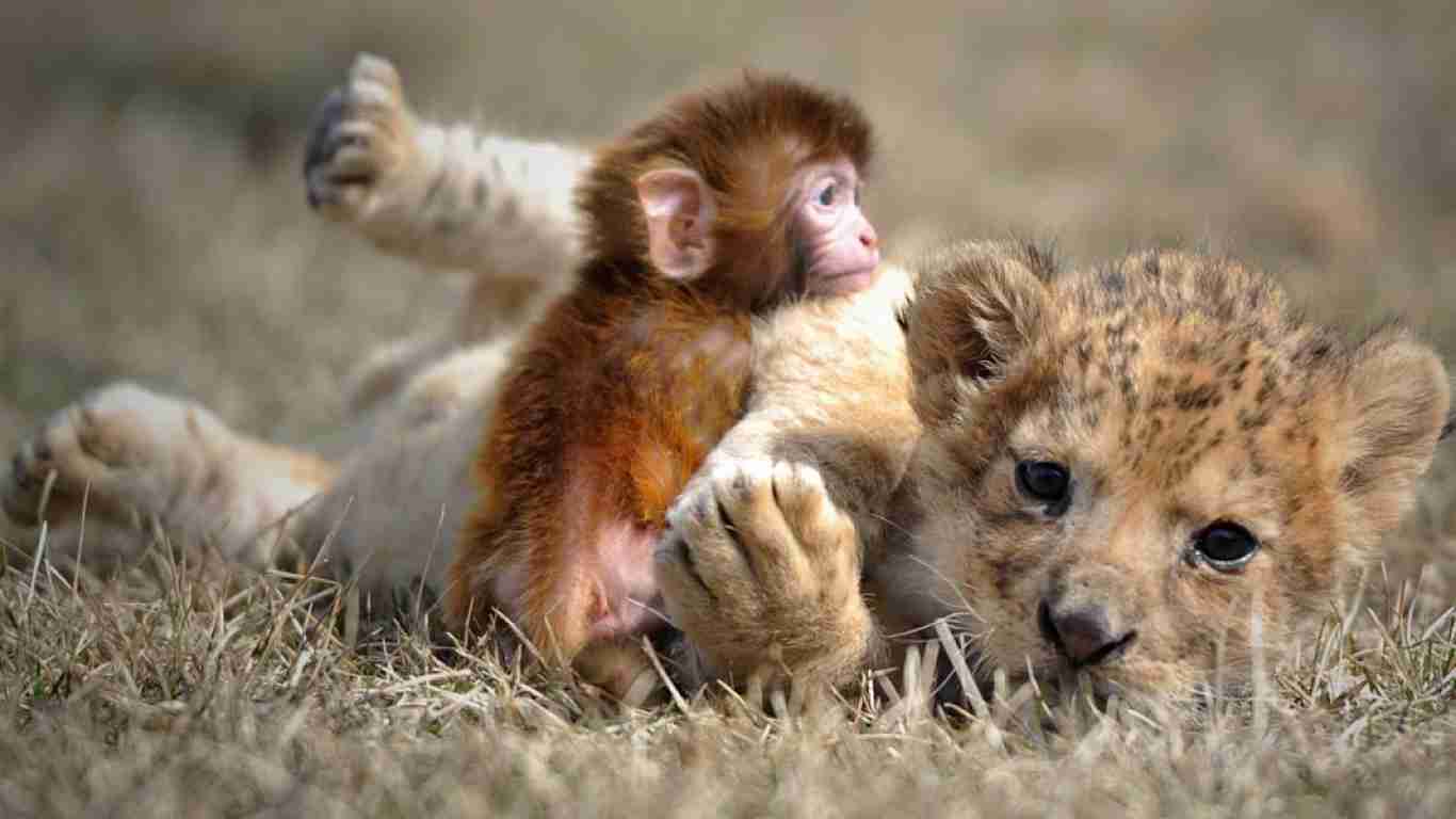 異種だけど仲良しの動物の画像
