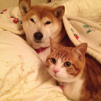 異種だけど仲良しの動物の画像