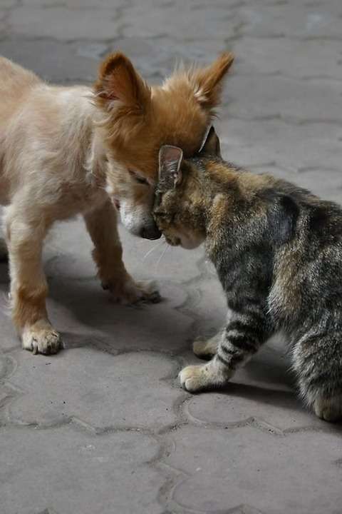 異種だけど仲良しの動物の画像
