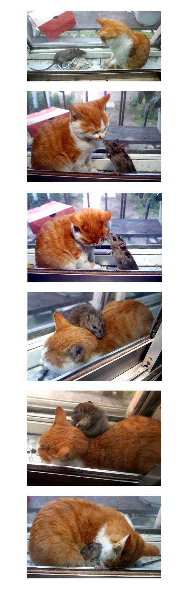 異種だけど仲良しの動物の画像