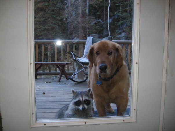 異種だけど仲良しの動物の画像