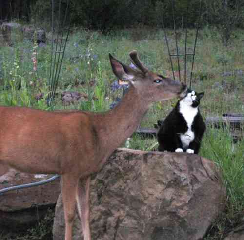 異種だけど仲良しの動物の画像