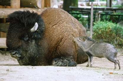 異種だけど仲良しの動物の画像
