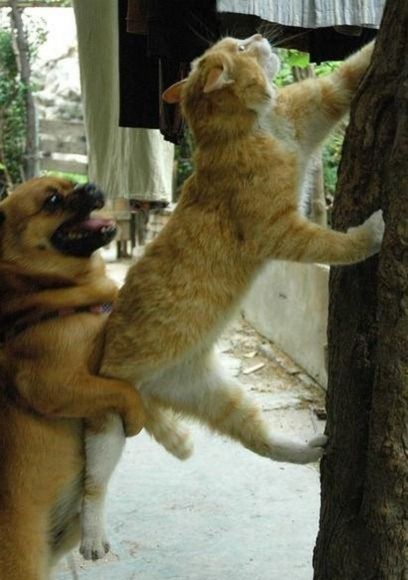 異種だけど仲良しの動物の画像