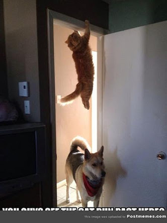 異種だけど仲良しの動物の画像