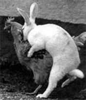 異種だけど仲良しの動物の画像
