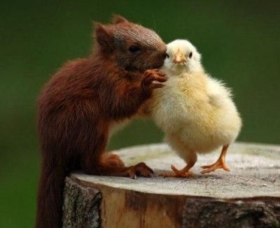 異種だけど仲良しの動物の画像