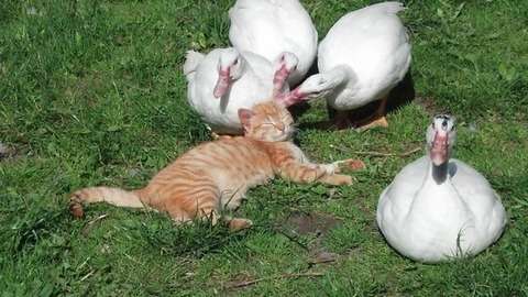 異種だけど仲良しの動物の画像