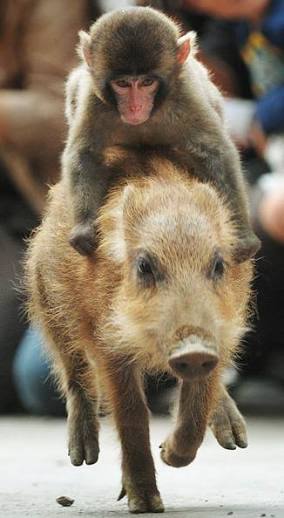 異種だけど仲良しの動物の画像