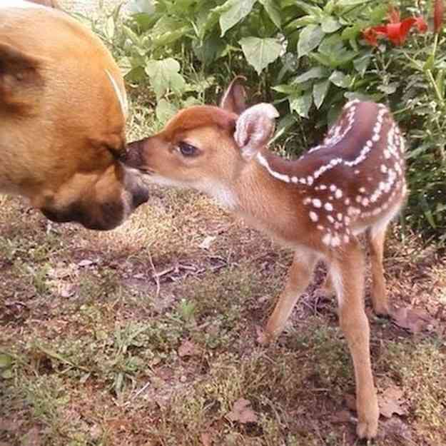 異種だけど仲良しの動物の画像
