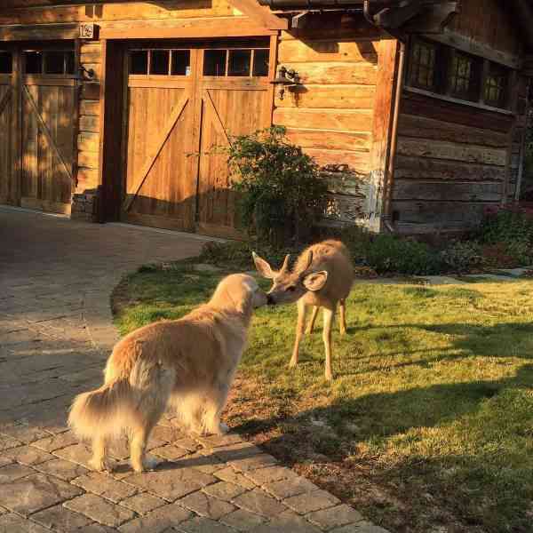 異種だけど仲良しの動物の画像