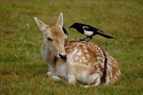 異種だけど仲良しの動物の画像